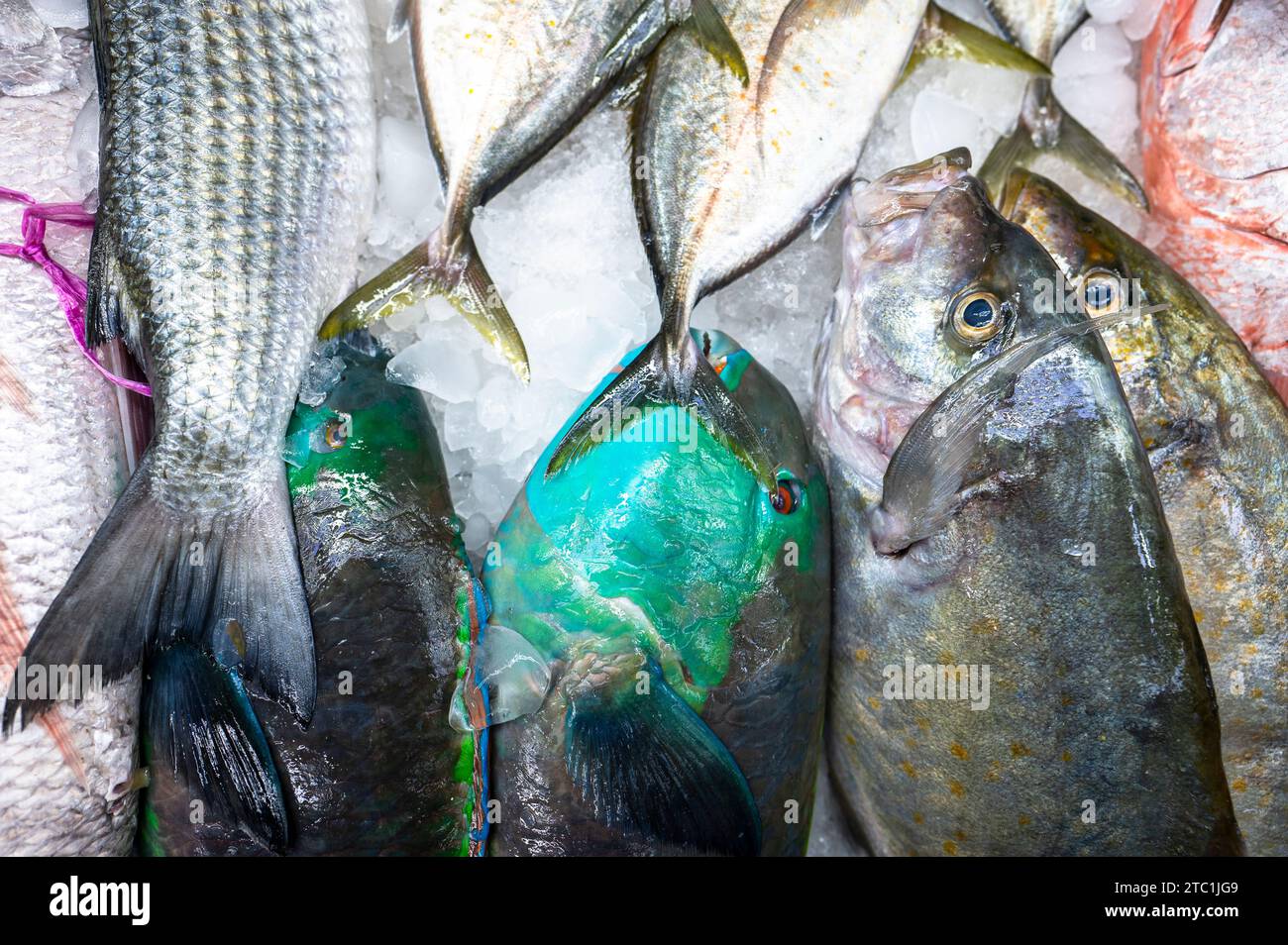 Colorful fish at a stand at a seafood market in Jeddah, Saudi Arabia Stock Photo Alamy