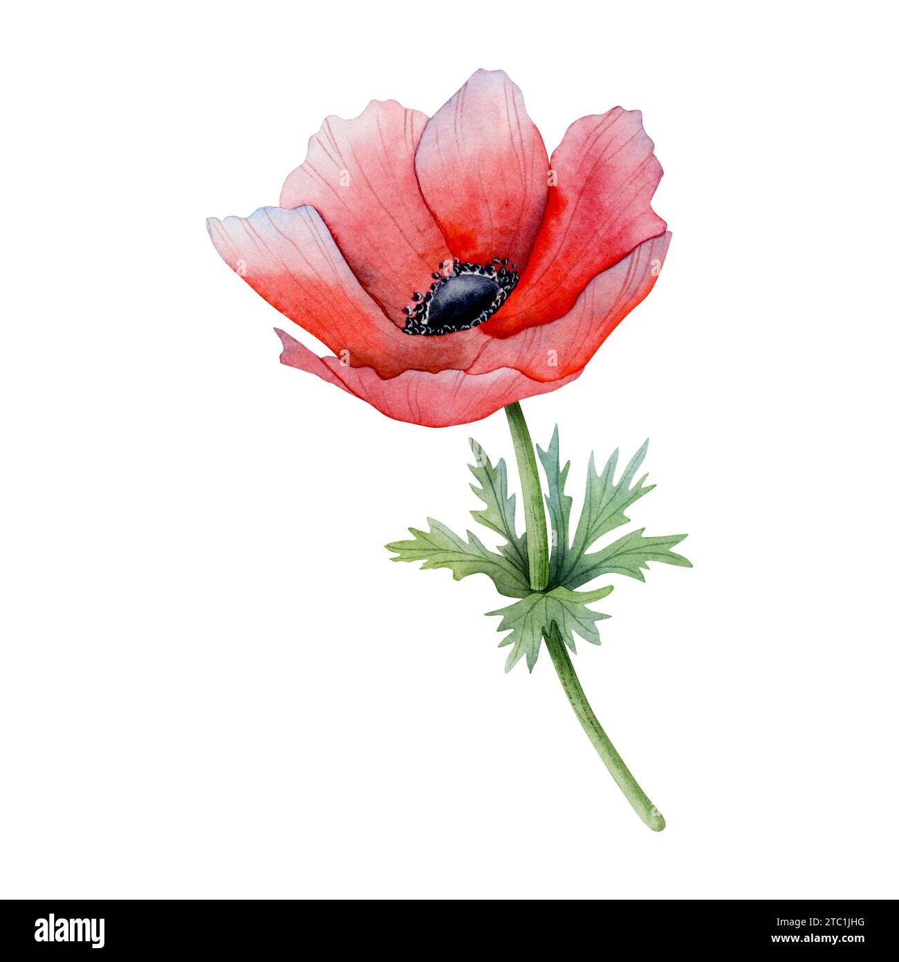 Red anemone with green flowers and stem floral watercolor illustration. Field poppy flower with seeds for spring design Stock Photo