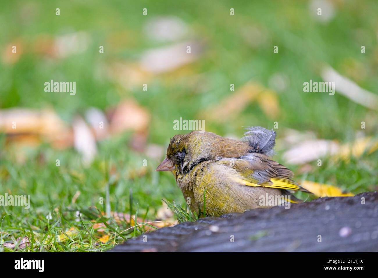 Ill or injured bird. With a poorly eye. Male greenfinch (Chloris chloris). At the base of a garden bird feeder. November, UK Stock Photo