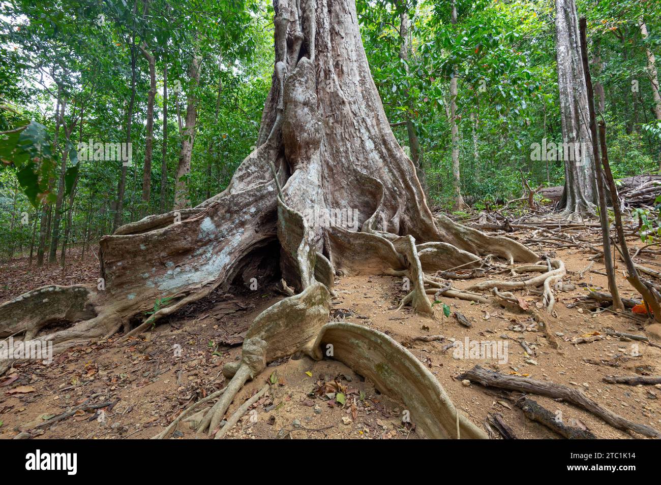 Butteress roots of Tahitian Chestnut Trees (Inocarpus fagifer) in Christmas Island National Park, Australia Stock Photo