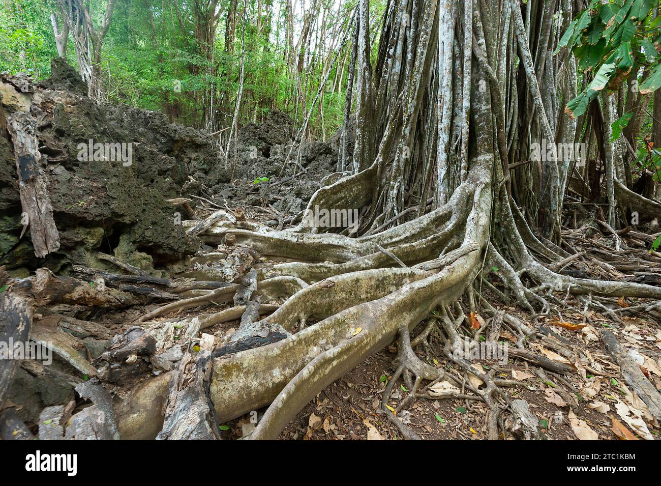 Tangled exposed roots of Thahitian Chesnut trees (Inocarpus fagifer) in the rainforest, Christmas Island National Park, Australia Stock Photo
