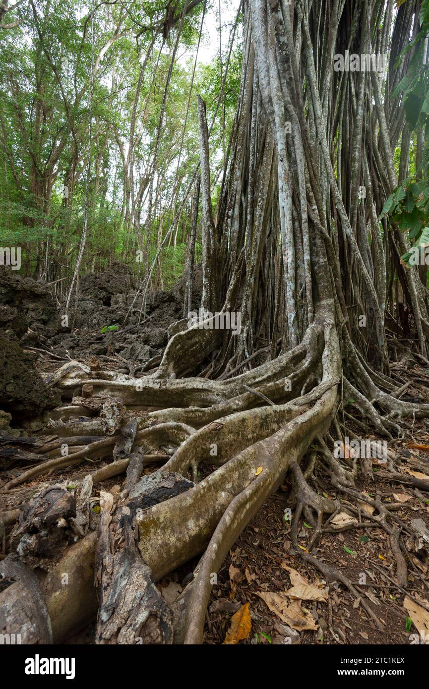 Tangled exposed roots of Thahitian Chesnut trees (Inocarpus fagifer) in the rainforest, Christmas Island National Park, Australia Stock Photo