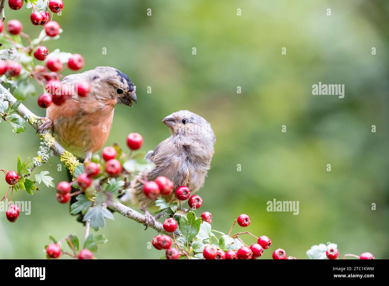 A pair of juvenile Eurasian Bullfinch (male and female Pyrrhula pyrrhula) perched on a hawthorn branch full of bright red berries - Yorkshire, UK Stock Photo