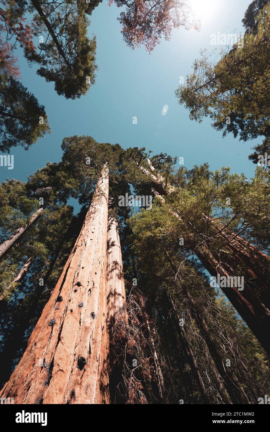 Looking up giant sequoia tree hi-res stock photography and images - Alamy