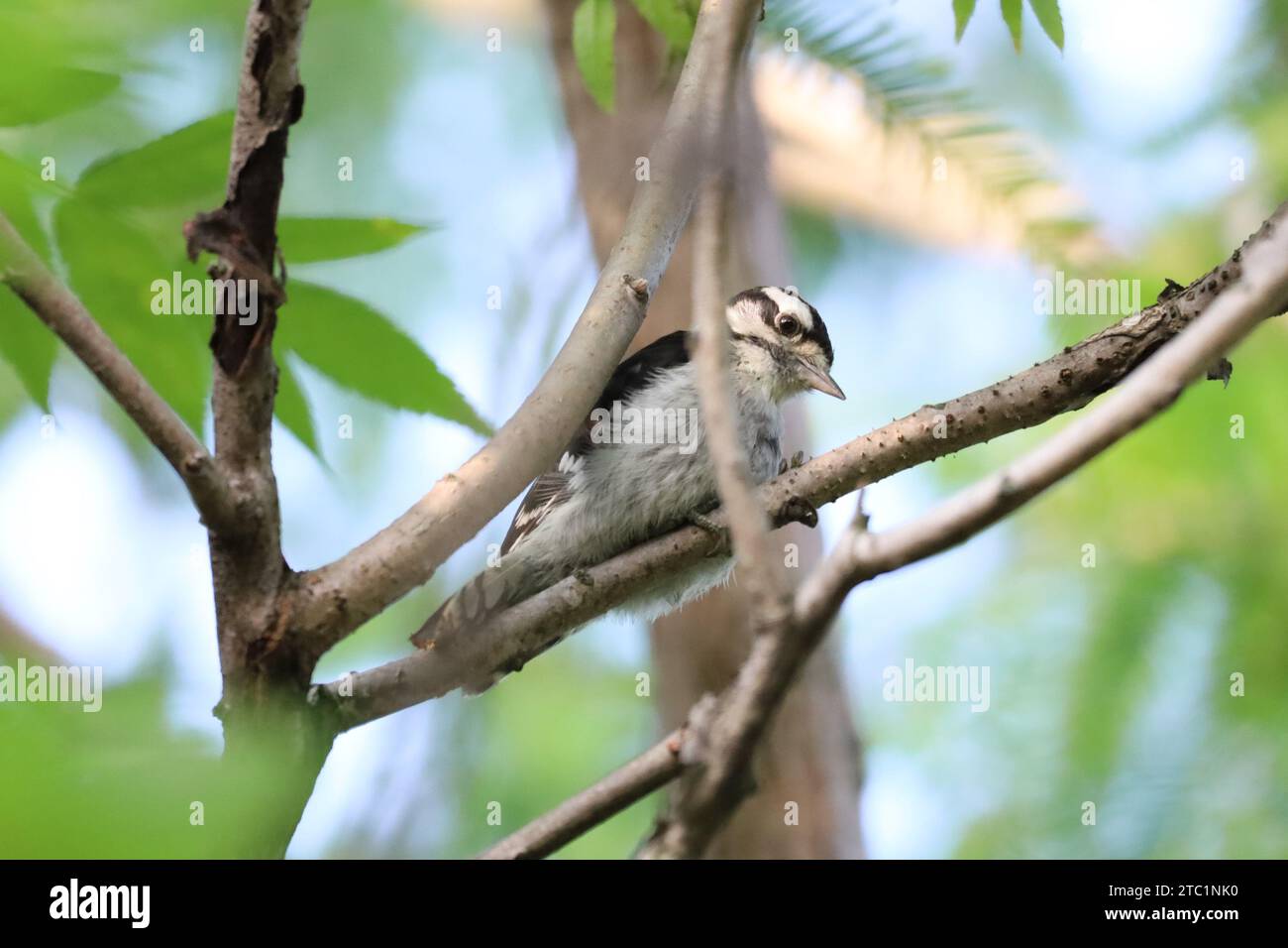 An image of a Hairy Woodpecker perched in a sapling at Tommy Thompson Park in Toronto, Ontario. Stock Photo