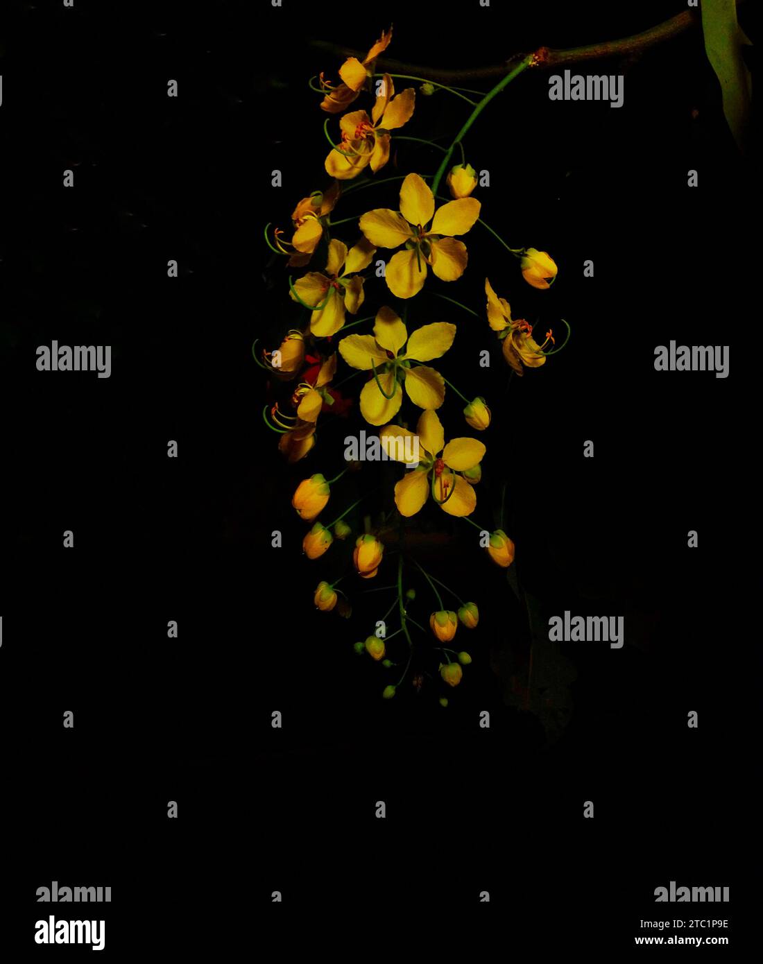 User Flowers of Cassia fistula in black background Stock Photo