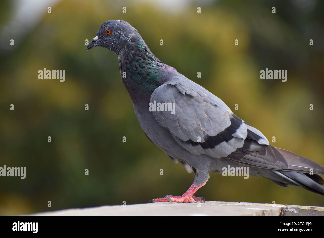 Close up shot of pigeon in urban area Stock Photo