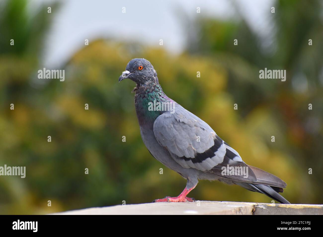 Close up shot of pigeon in urban area Stock Photo
