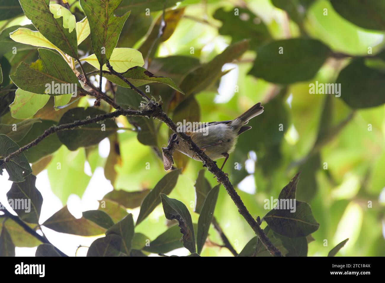 Endemic Madeira Firecrest, Regulus madeirensis, in Laurel forest on the island Madeira, Portugal. Stock Photo