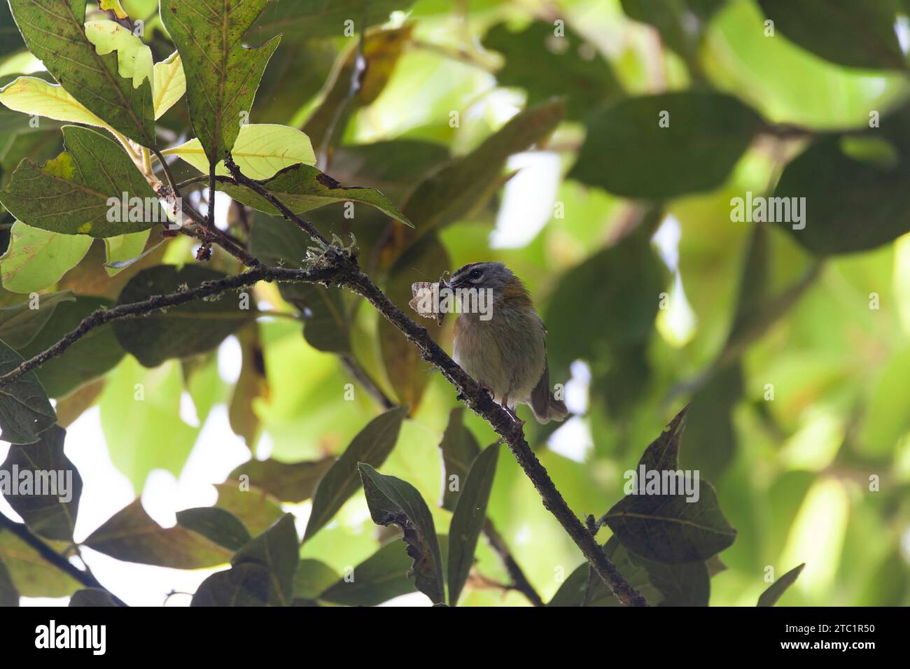 Endemic Madeira Firecrest, Regulus madeirensis, in Laurel forest on the island Madeira, Portugal. Stock Photo