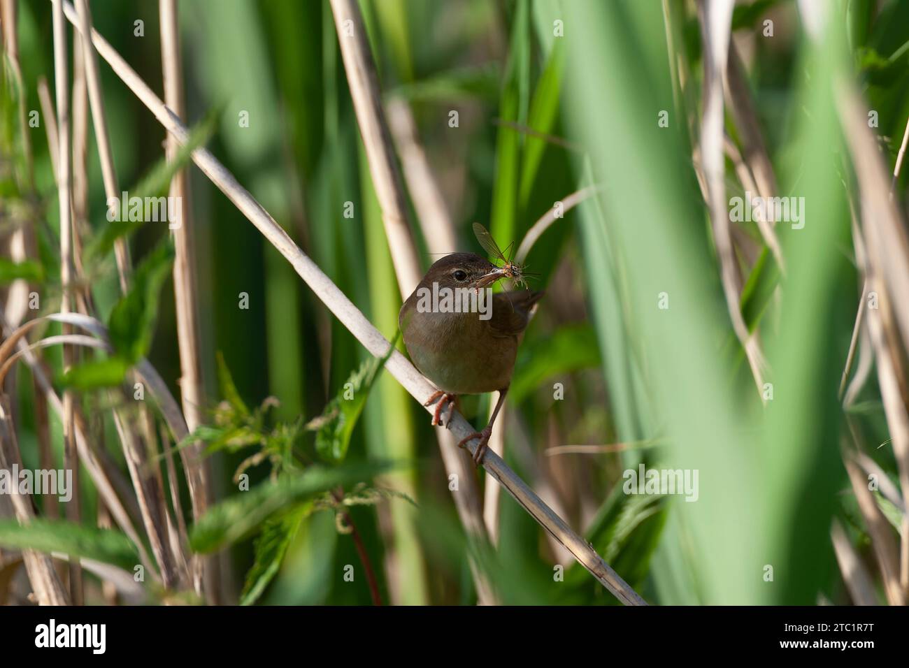 Savi's Warbler, Locustella luscinioides, carrying insects in its bill in marshland in Hungary. Stock Photo