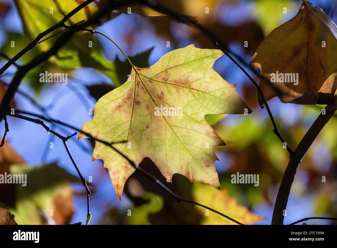 Brightly Lit Colorful Autumn Leaves Stock Photo