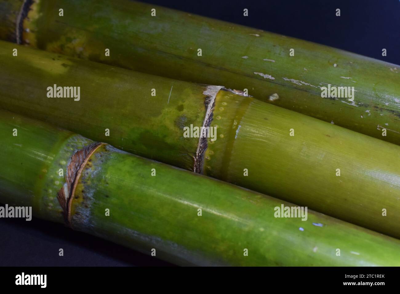 Close up shot of green sugarcane branch or trunk (Saccharum officinarum) from Poaceae family Stock Photo