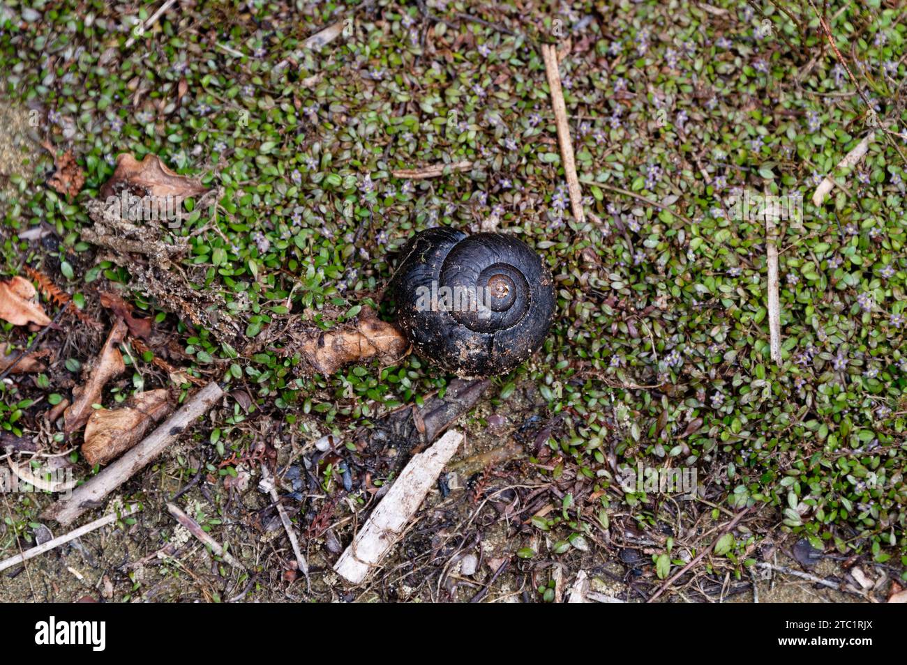 Powelliphanta snails are a large carnivorous land snail native to New
