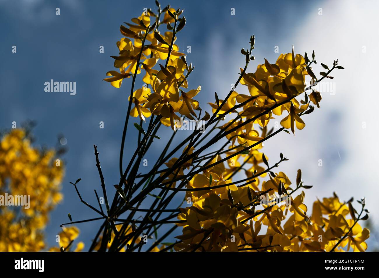 Backlit yellow broom flowers against a blue sky. Stock Photo
