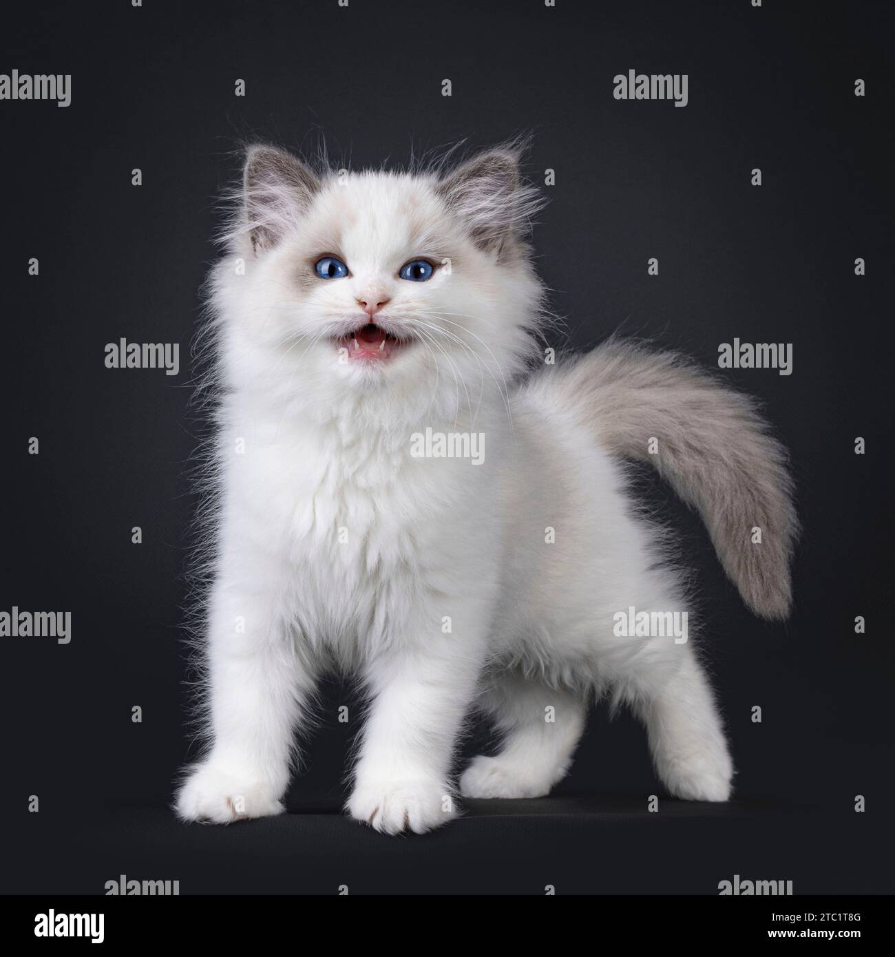 Cute young blue bicolor Ragdoll cat kitten, standing up facing front. Looking straight to camera