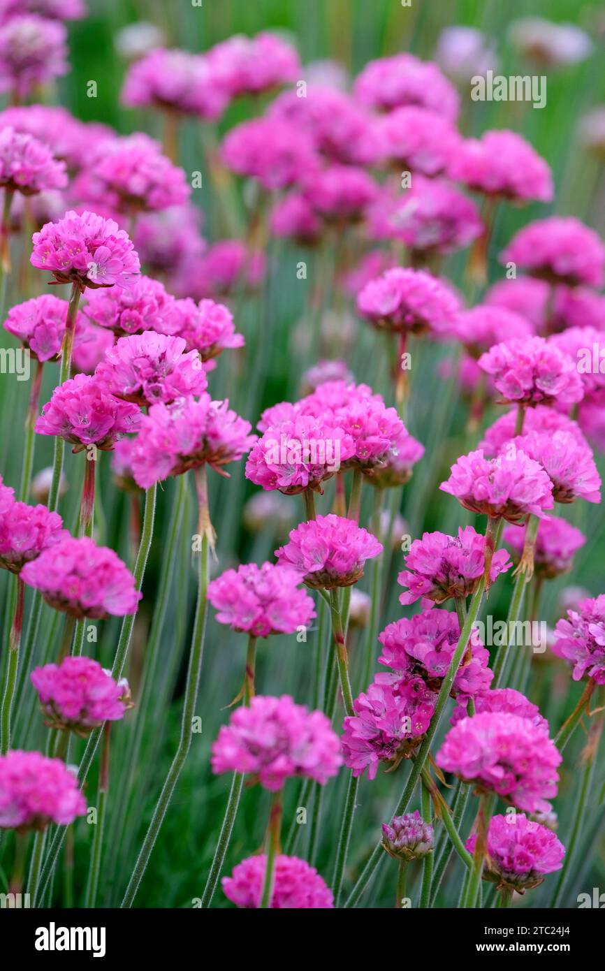 Armeria maritima Morning Star Deep Rose, thrift Morning Star Deep Rose, round heads of fuchsia-pink flowers Stock Photo