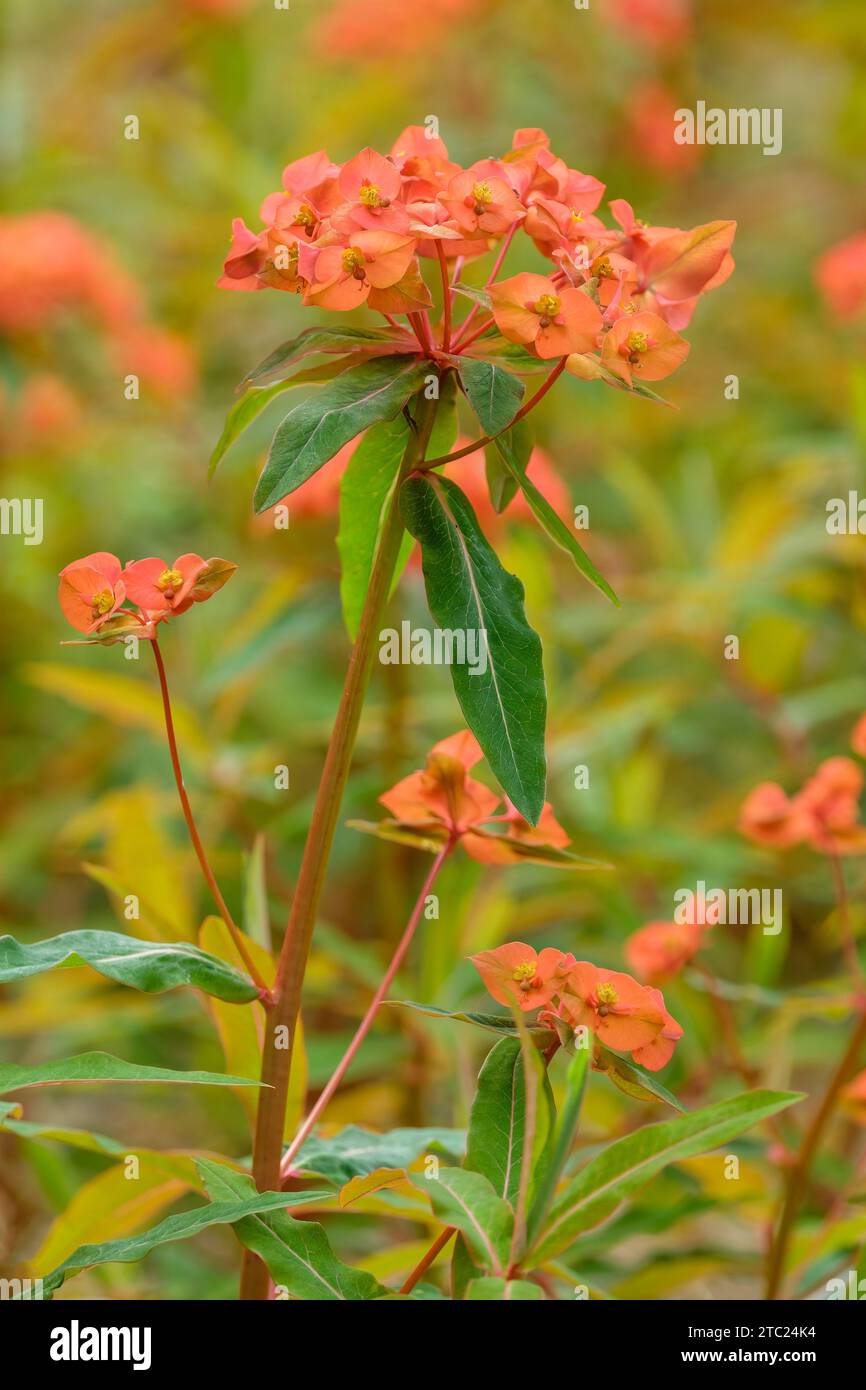 Euphorbia griffithii Fireglow, spurge Fireglow, orange-red flowerheads in late spring - early summer Stock Photo