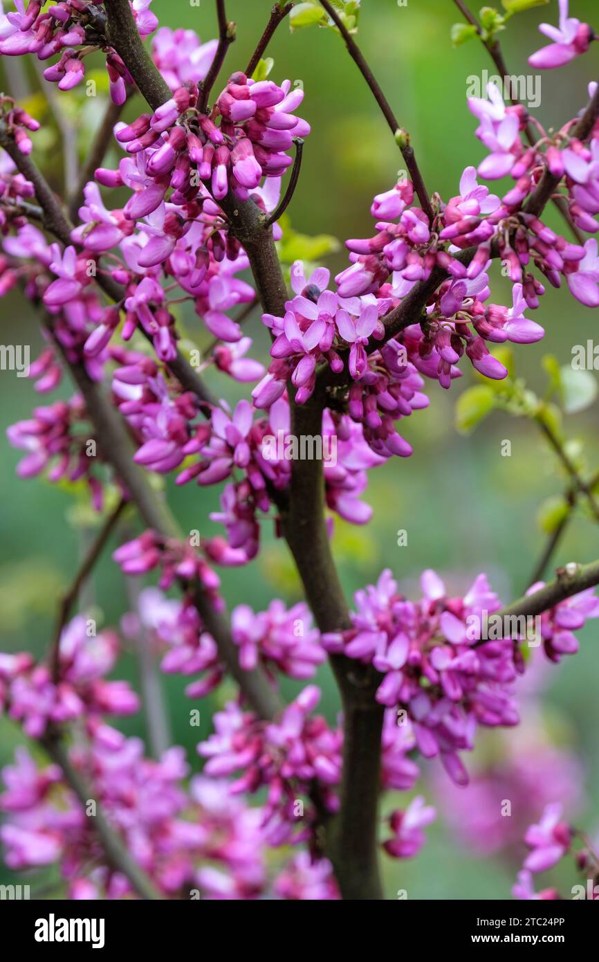 Cercis siliquastrum Bodnant, Judas tree Bodnant, clusters of deep purple, pea-shaped flowers Stock Photo
