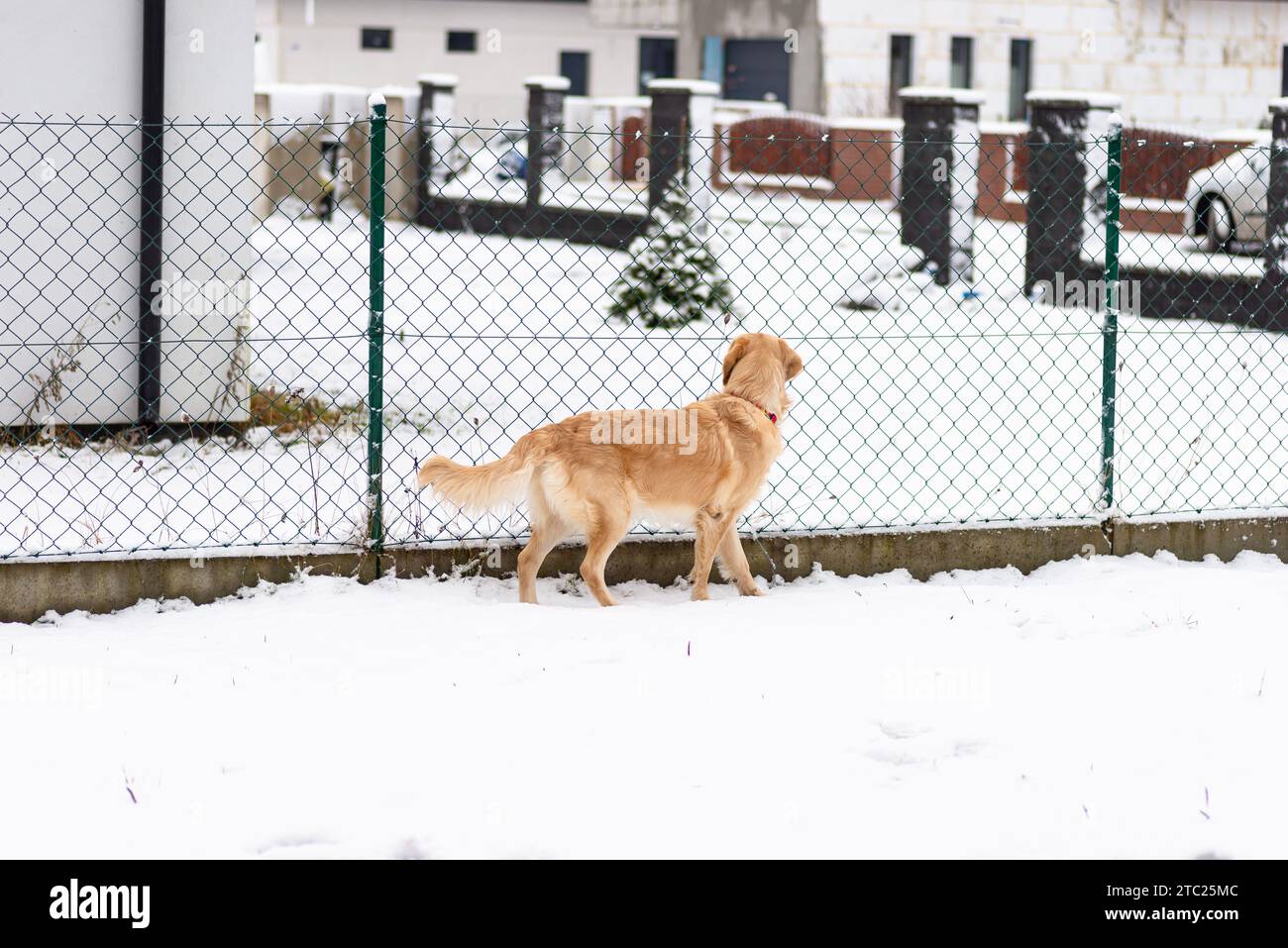 Golden retriever fence hi-res stock photography and images - Alamy