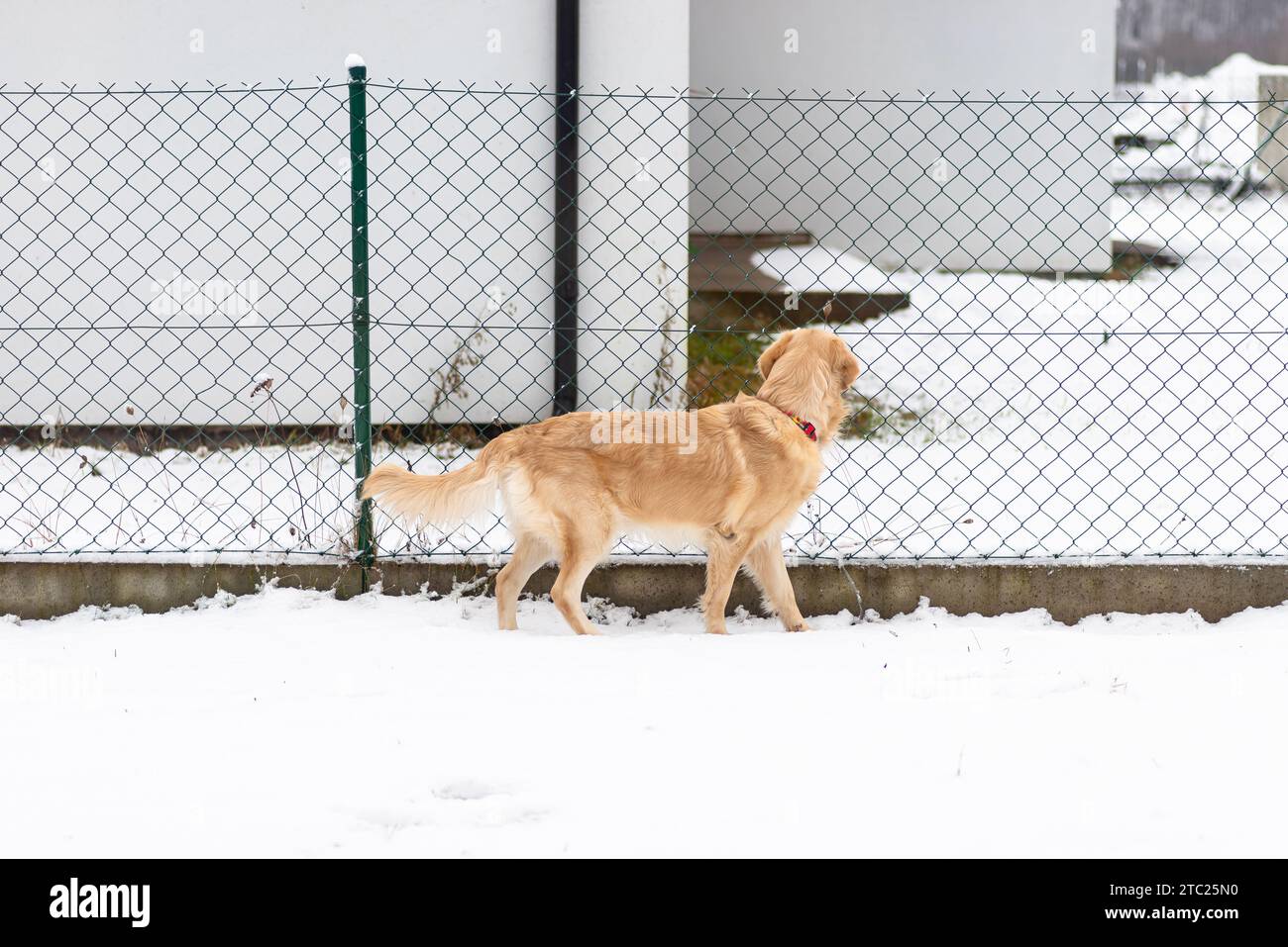 Golden retriever fence hi-res stock photography and images - Alamy