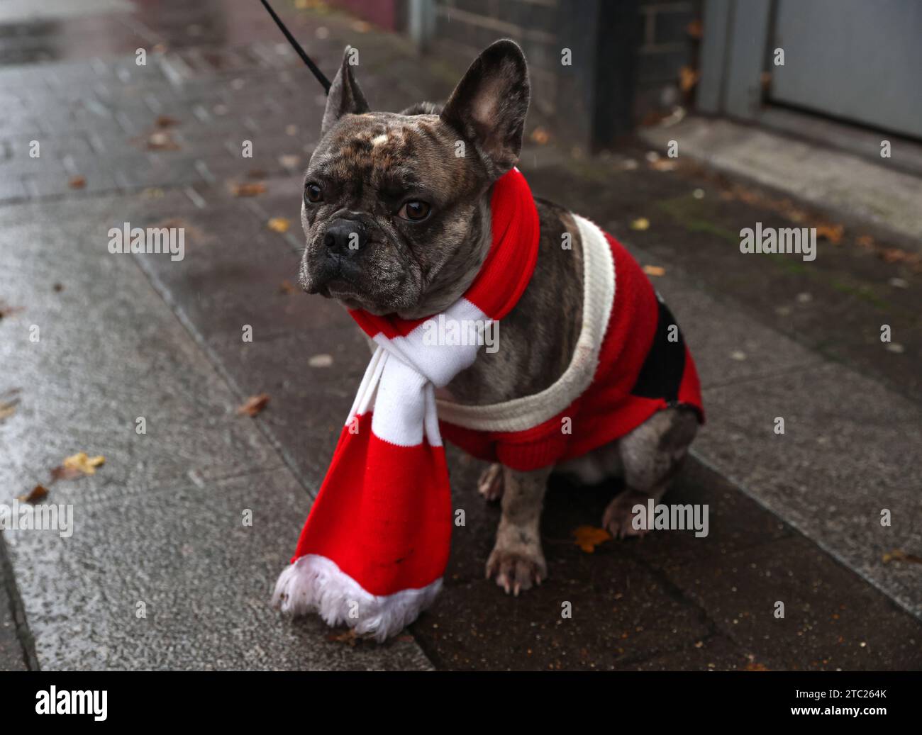 A dog wearing an Arsenal coloured scarf prior to for the Barclays Women's Super League match at the Emirates Stadium, London. Picture date: Sunday December 10, 2023. Stock Photo