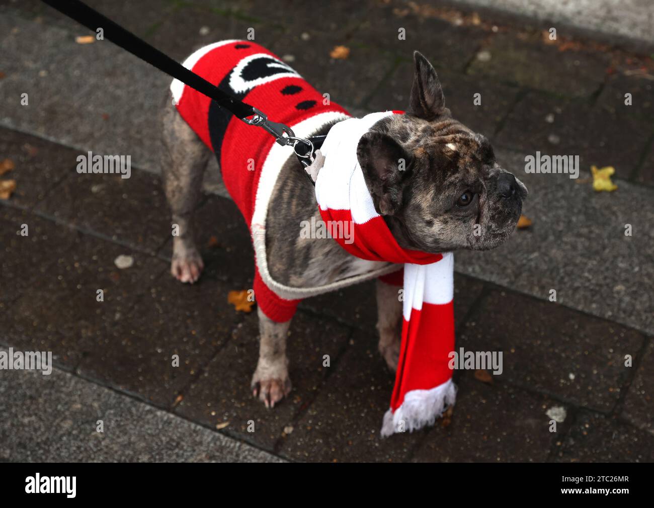 A dog in an Arsenal coloured scarf prior to the Barclays Women's Super League match at the Emirates Stadium, London. Picture date: Sunday December 10, 2023. Stock Photo