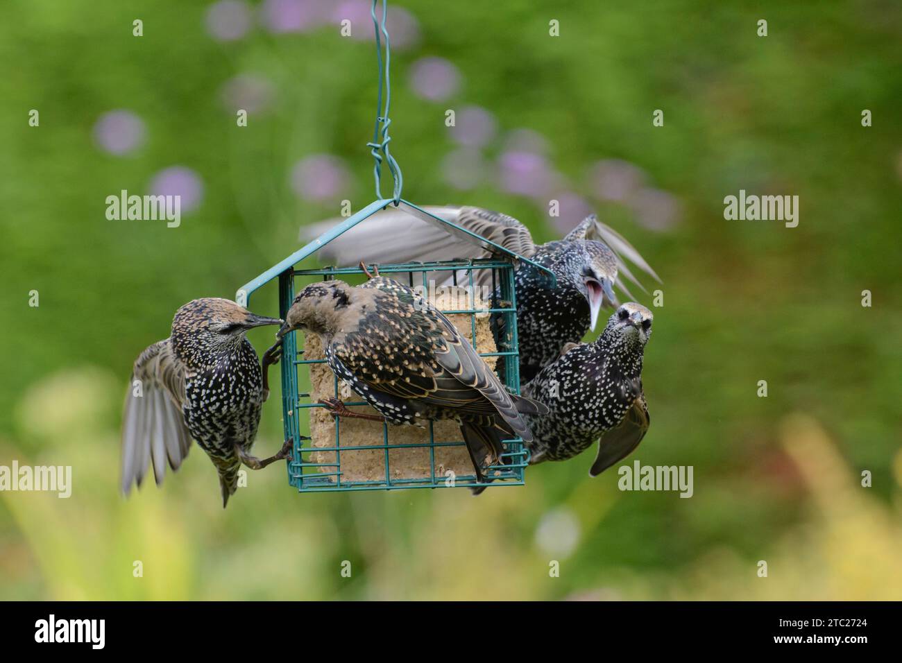 European starling Sturnus vulgaris, small group feeding from suspended fat cage feeder squabbling for best position, County Durham, England, UK, Septe Stock Photo
