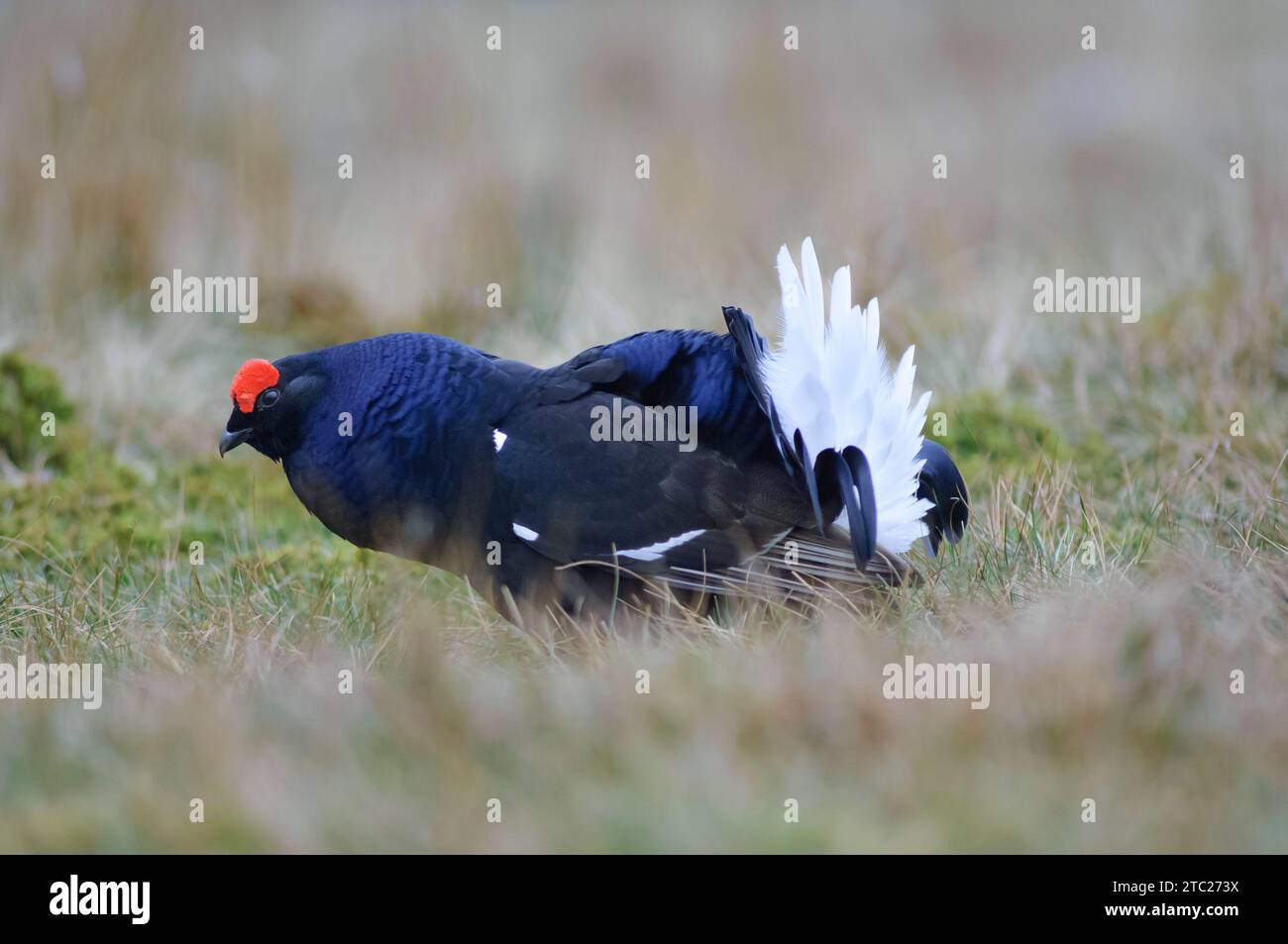 Black grouse Tetrao tetrix, male in full breeding plumage, Teesdale. County Durham, England, UK, May. Stock Photo