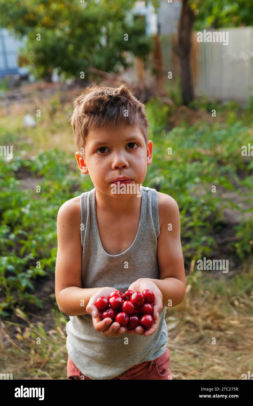 The boy holds fresh red cherries in his palm. Organic fresh fruit. Summer harvest. Shaggy hair on the head Stock Photo