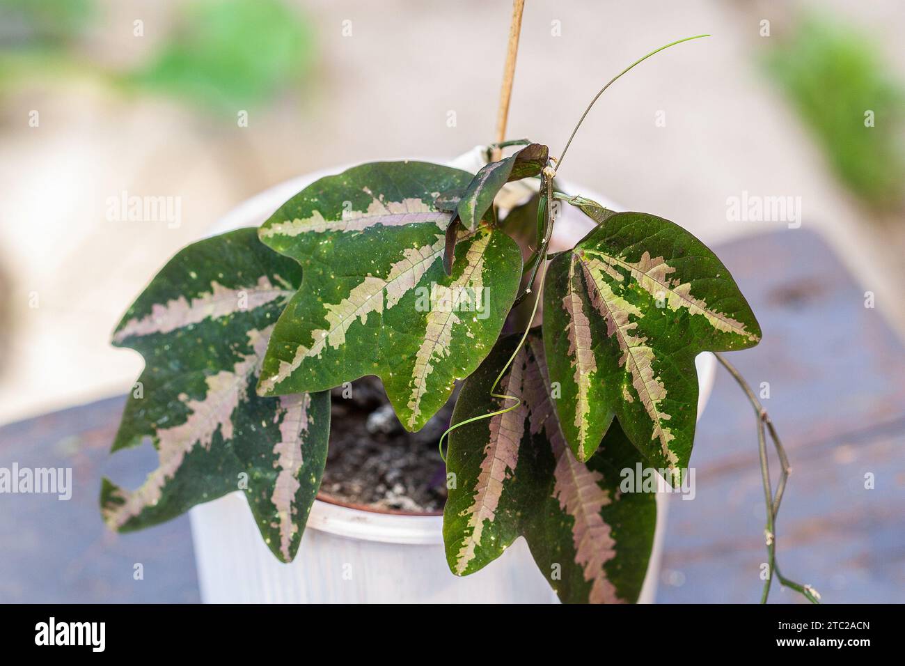 House plant in a garden, House plant collection Stock Photo
