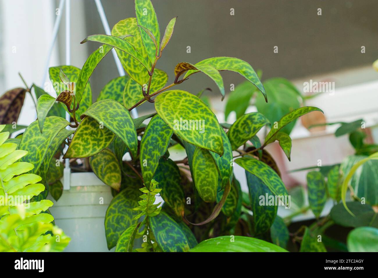 Aeschynanthus marmoratus or Zebra Basket Vine Trailing House plant accompanied with other house plants Stock Photo