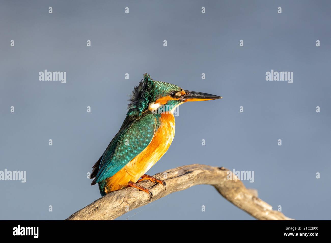 The beauty of the kingfisher in Cabras, Sardinia Stock Photo