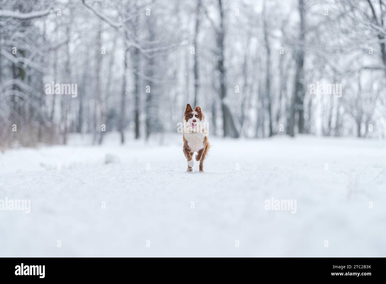 Closeup portrait of siberian laika in ginger color walking and playing ...