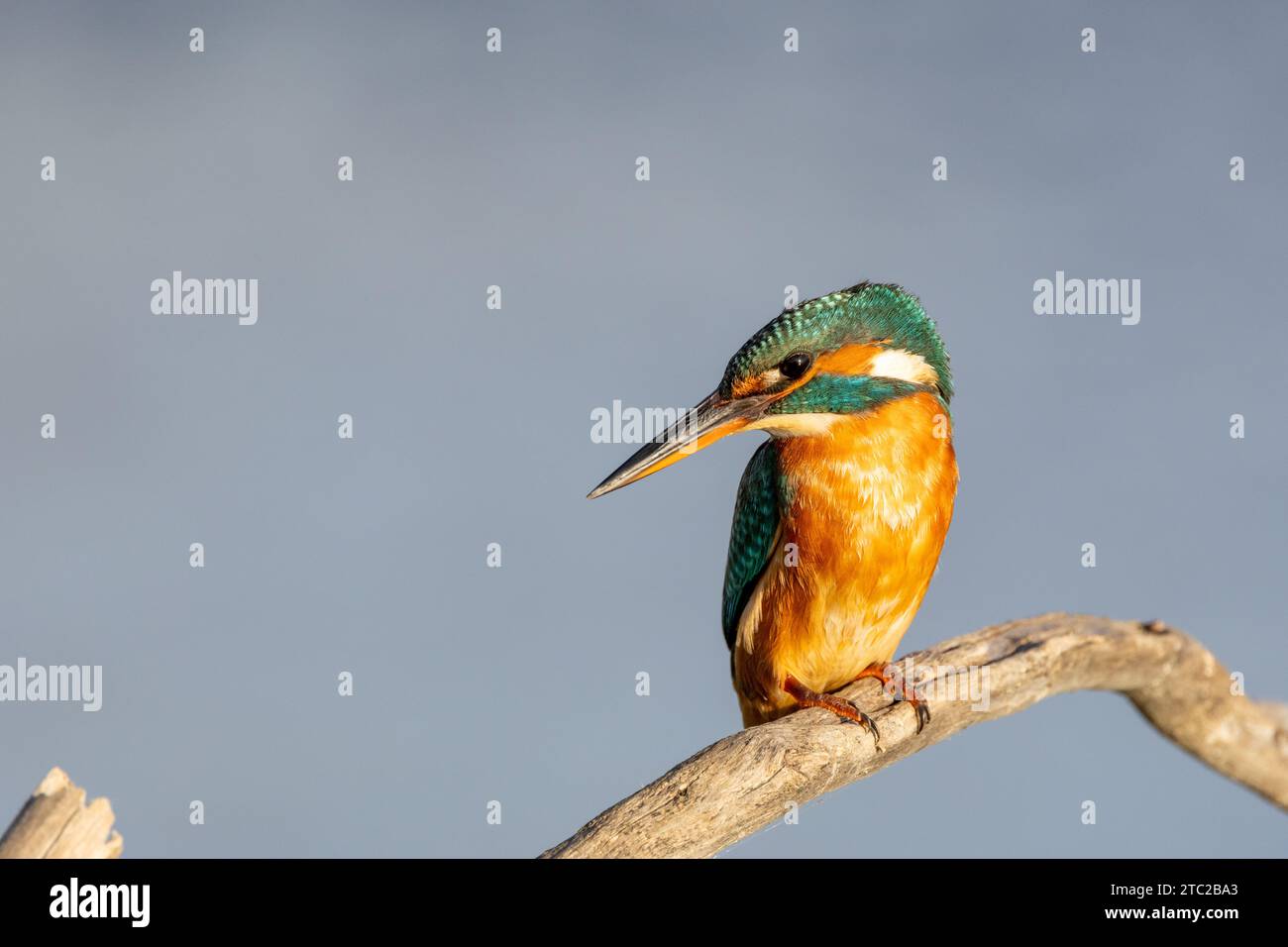 The beauty of the kingfisher in Cabras, Sardinia Stock Photo