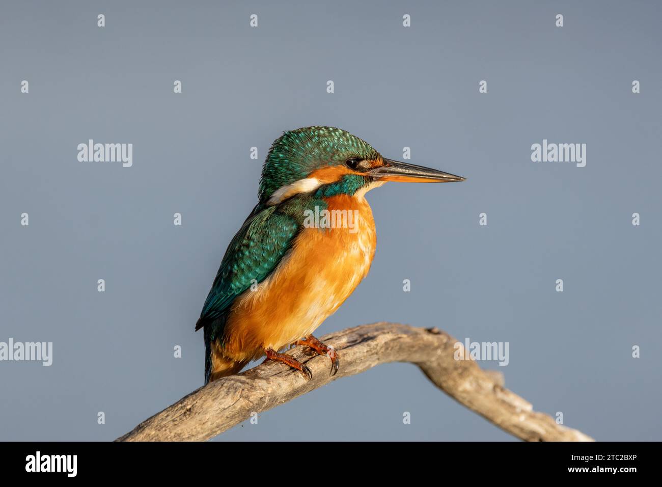 The beauty of the kingfisher in Cabras, Sardinia Stock Photo