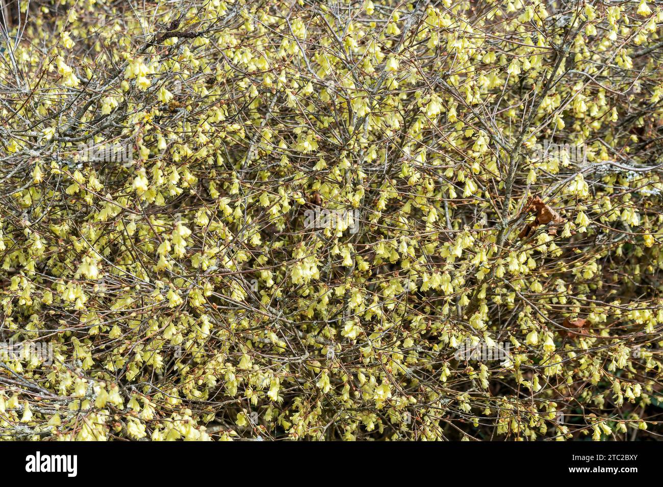 Corylopsis pauciflora an early spring flowering shrub plant with a primrose yellow springtime flower commonly known as winter hazel, stock photo image Stock Photo