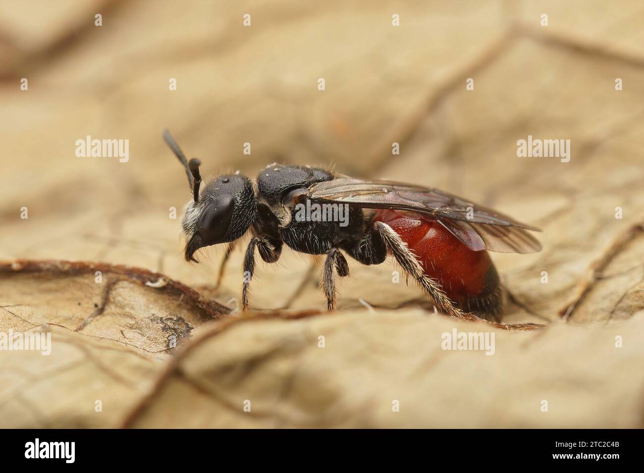 Sphecodes Blood bee hi-res stock photography and images - Alamy