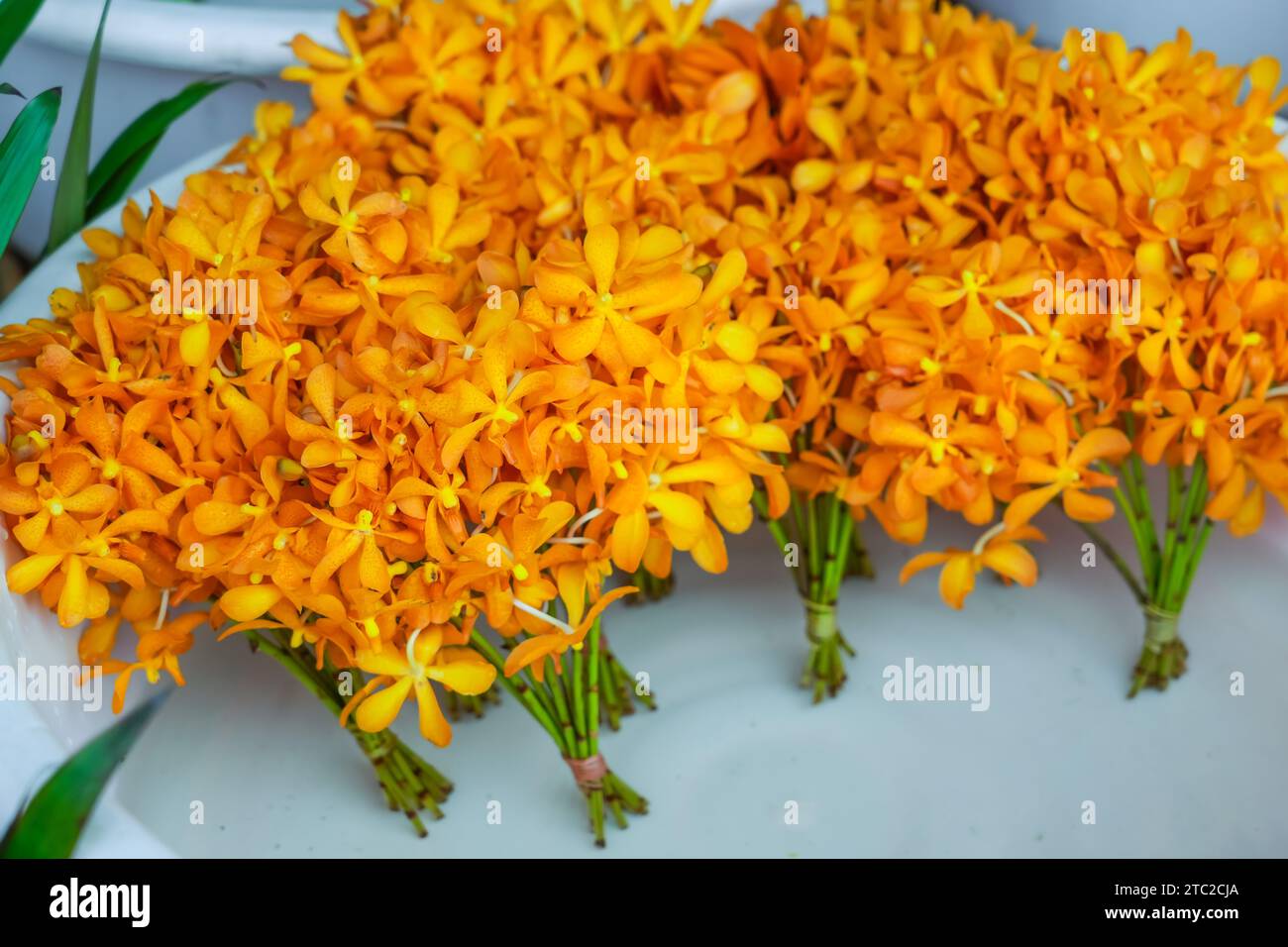 Fresh Orange Mokara orchid flower bouquet cut water sale market Stock Photo
