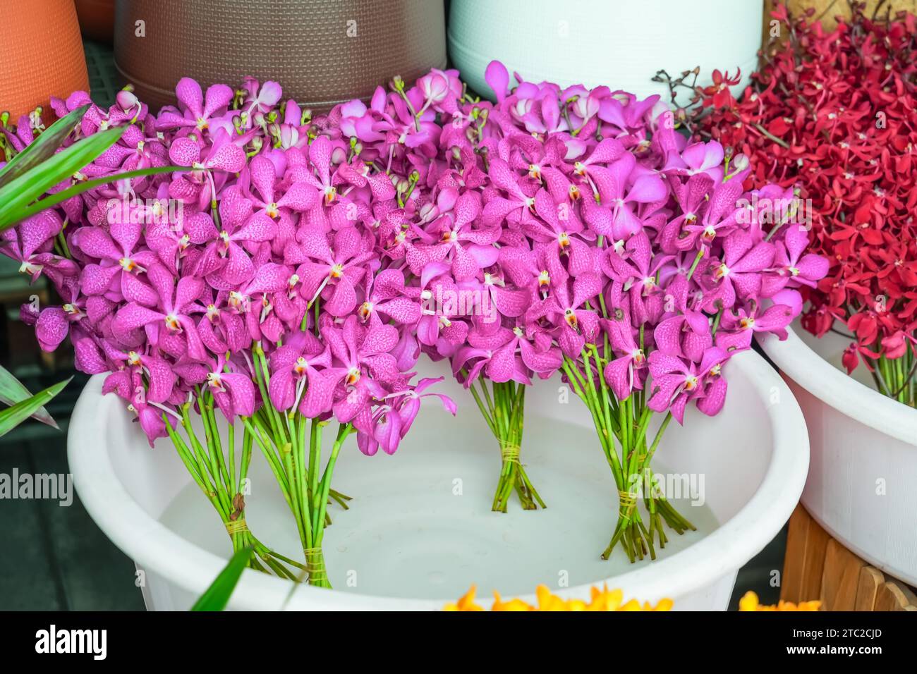 Fresh purple magenta pink Mokara orchid flower bouquet cut water sale market Stock Photo