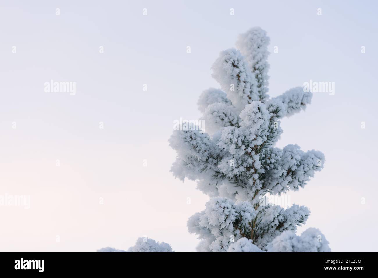 Closeup photo of spruce tree top covered with hoarfrost after very cold night, shallow focus Stock Photo