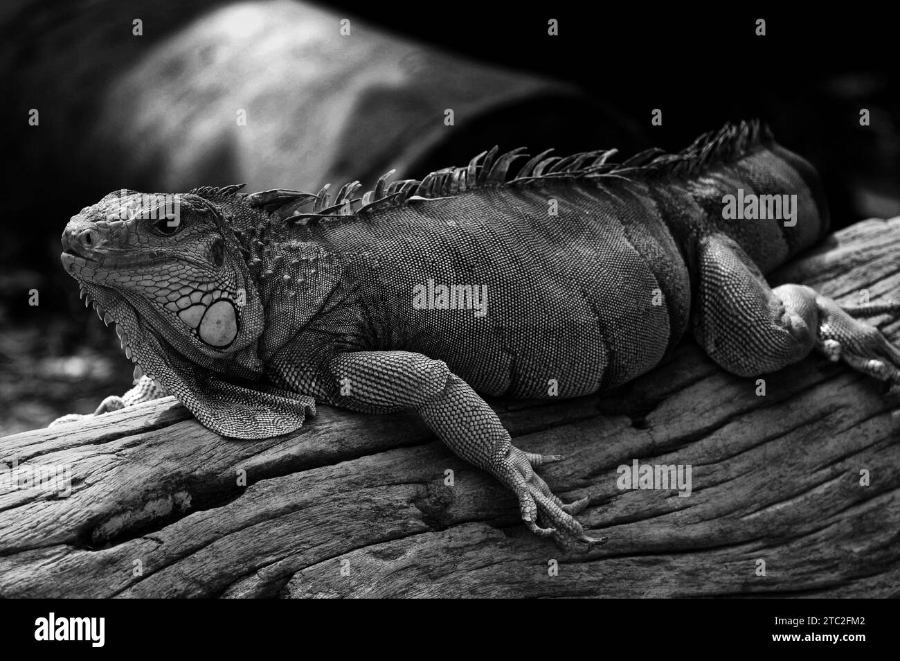 Photo lizards,Thailand,lizards Iguania, Iguana Stock Photo Alamy