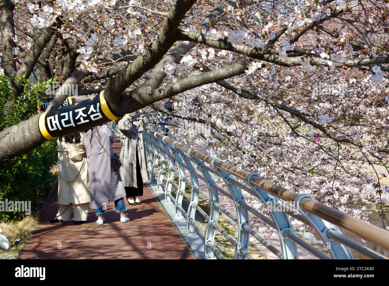 Cherry blossoms form a captivating canopy over a raised walkway, with a serene stream flowing beneath, as people stroll under the blooming branches. Stock Photo