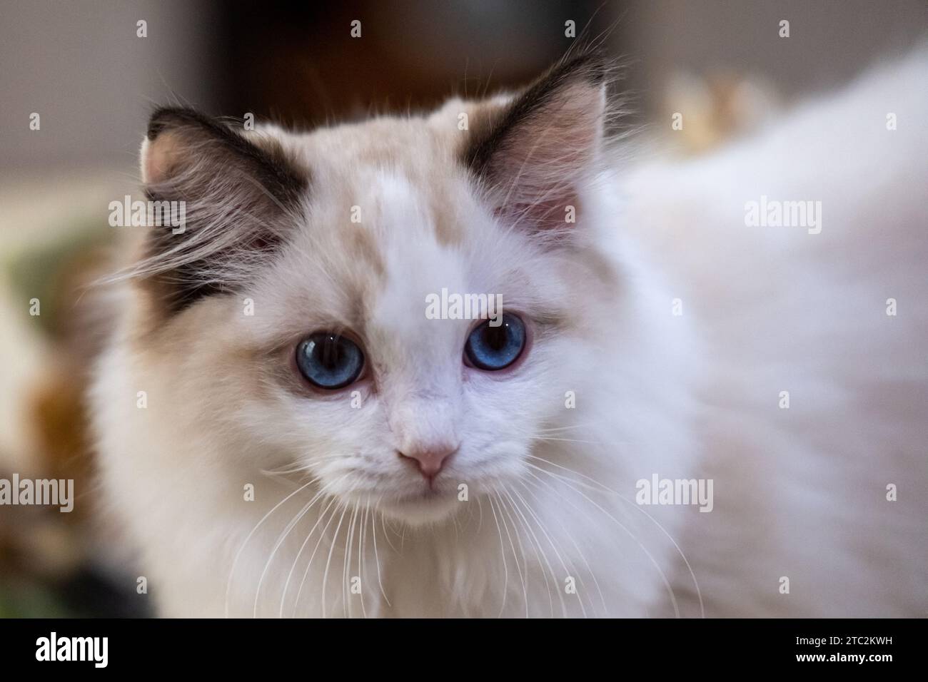Cute, small Ragdoll cat. 3 months old Stock Photo - Alamy