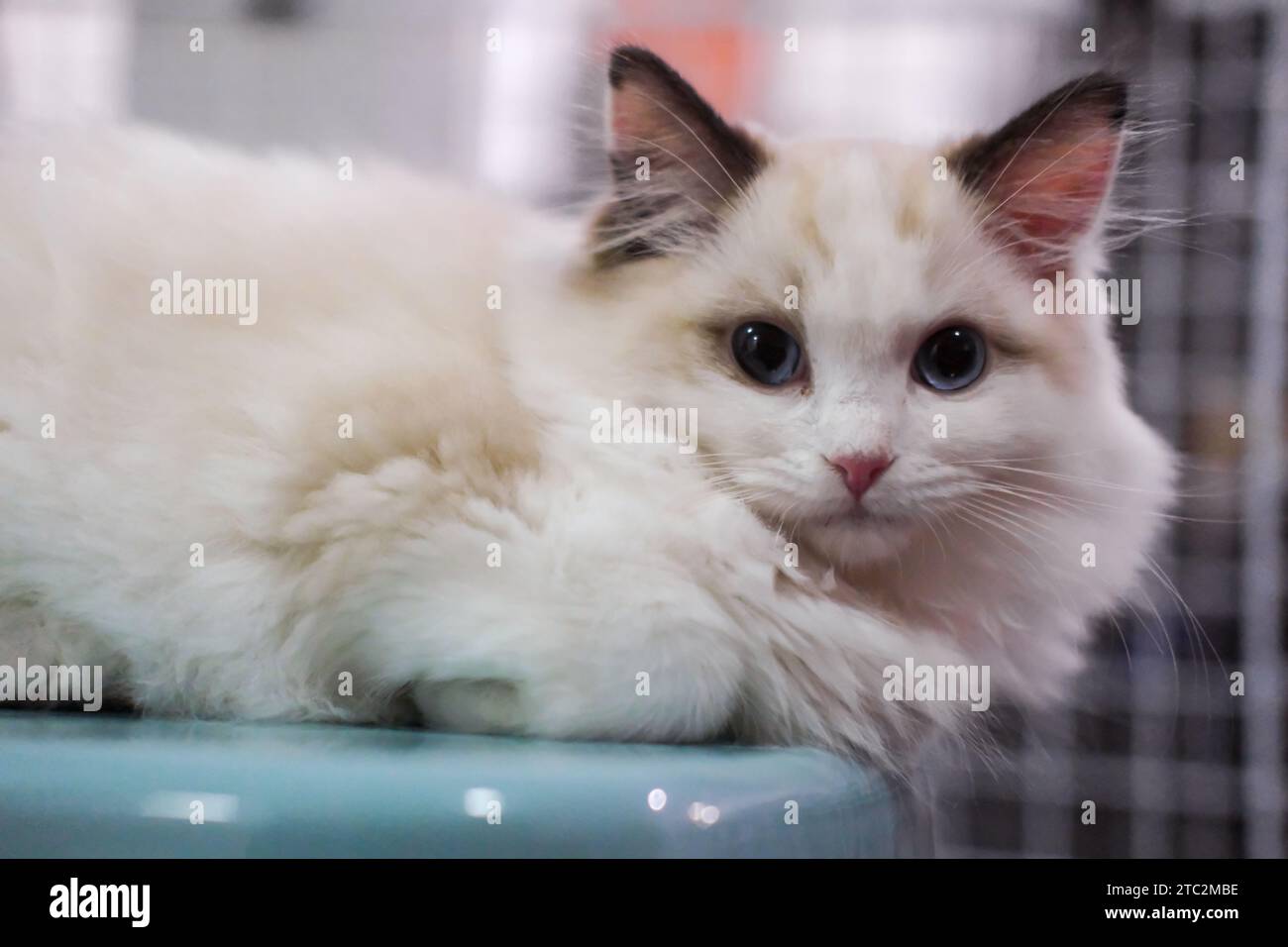 Cute, small Ragdoll cat. 3 months old. sitting on the chair Stock Photo ...