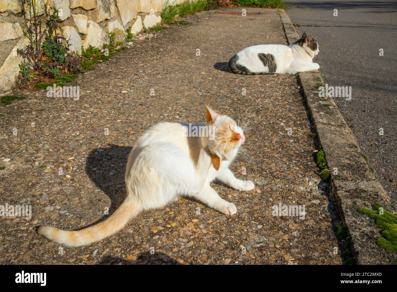 Stray cats sunbathing. Stock Photo