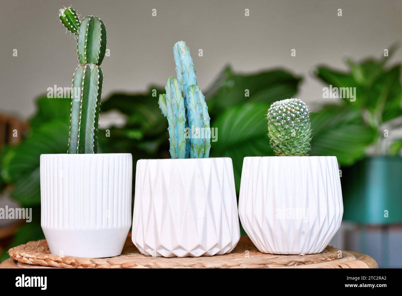 Three different small cacti houseplants in flower pots on table in living room Stock Photo