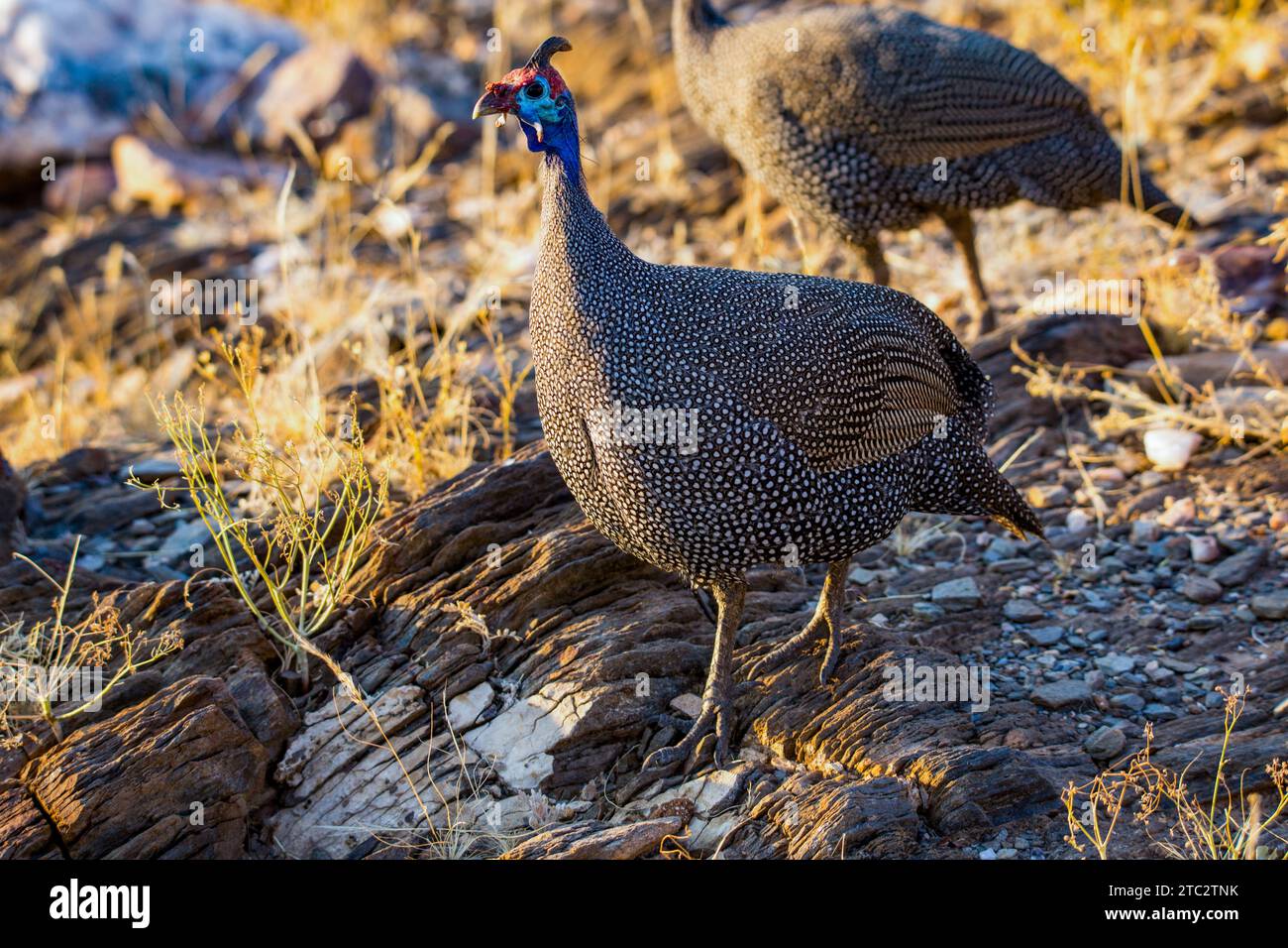 Helmeted guineafowl (Numida meleagris) walking in grass. Its original habitat was savannah, open forests and rocky regions in sub-Saharan Africa, but Stock Photo
