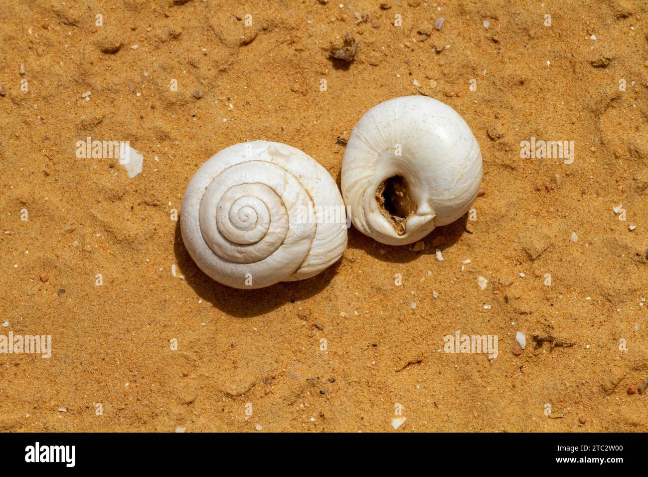 Sphincterochila is a genus of air-breathing land snails, terrestrial ...