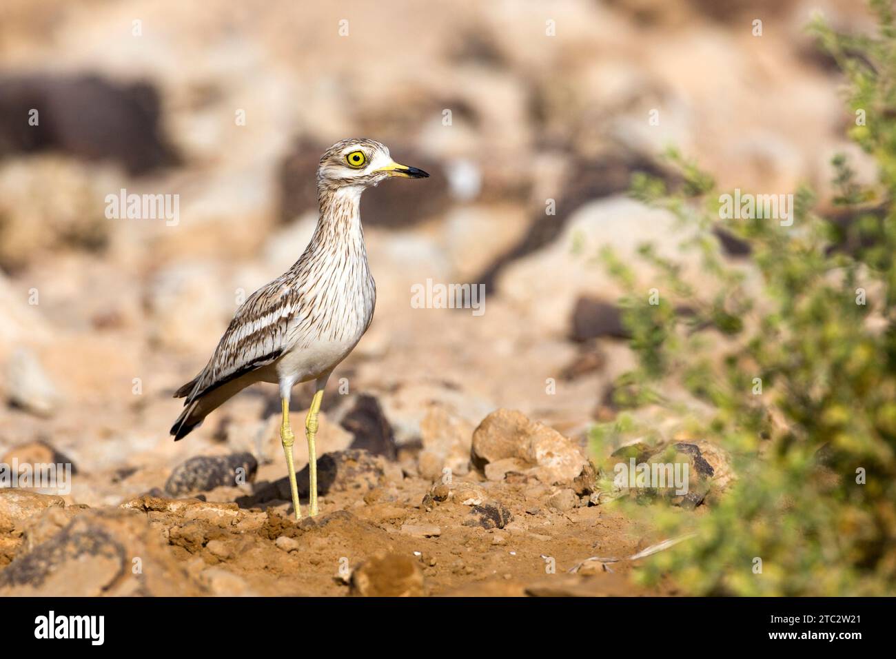 Stone curlew (Burhinus oedicnemus) on the ground. This wading bird is found in dry open scrublands of Europe, north Africa and south-western Asia. It Stock Photo